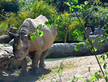 Rhinoceros at Zurich Zoo